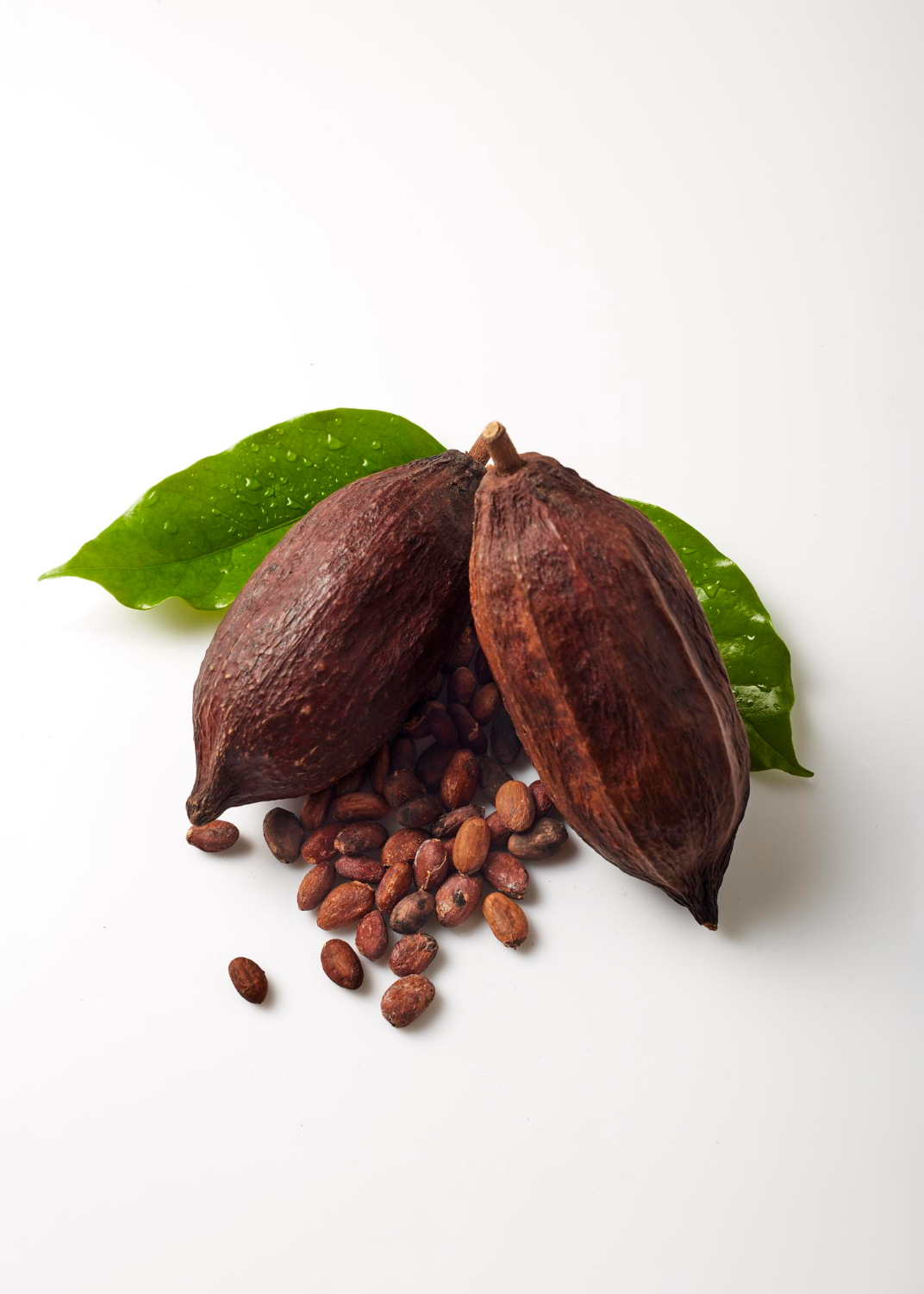 Vainas de cacao con semillas y hojas verdes.